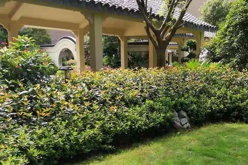 江西大余碧桂園翰盛雅園小區太陽(yáng)能滅蚊燈案例