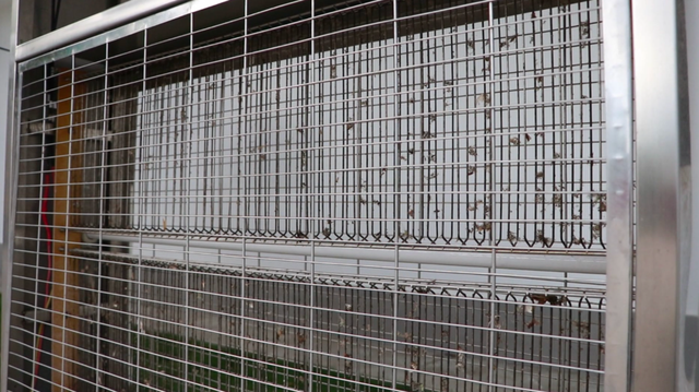 戶(hù)外滅蚊燈有用嗎？看蚊蟲(chóng)王國(guó)滅蚊燈應(yīng)用效果