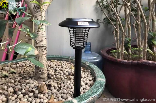 陽(yáng)臺(tái)花盆中的黑色小飛蟲(chóng)怎么消滅？